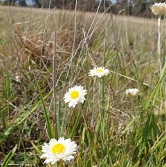 Leucochrysum albicans subsp. tricolor at Franklin, ACT - suppressed