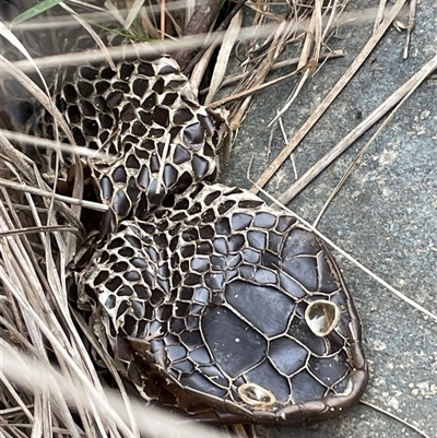 Pseudechis porphyriacus (Red-bellied Black Snake) at Gurrundah, NSW - 5 Oct 2024 by JaneR