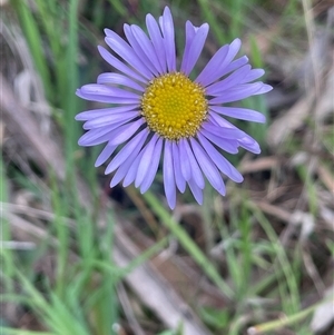 Brachyscome spathulata at Gurrundah, NSW - 5 Oct 2024 02:32 PM