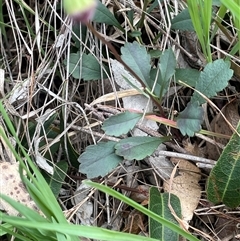 Brachyscome spathulata at Gurrundah, NSW - 5 Oct 2024 02:32 PM