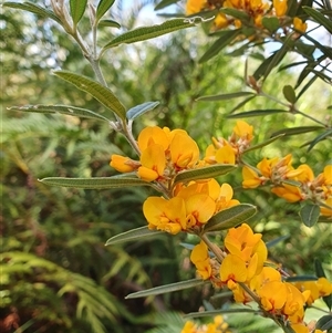 Oxylobium arborescens at Penrose, NSW - 5 Oct 2024