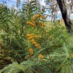 Oxylobium arborescens at Penrose, NSW - suppressed