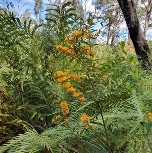 Oxylobium arborescens at Penrose, NSW - 5 Oct 2024