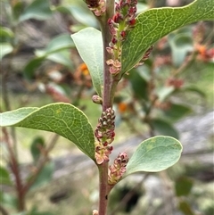 Daviesia latifolia (Hop Bitter-Pea) at Gurrundah, NSW - 5 Oct 2024 by JaneR