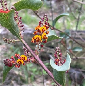 Daviesia latifolia at Gurrundah, NSW - 5 Oct 2024 02:52 PM