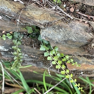 Asplenium flabellifolium at Gurrundah, NSW - 5 Oct 2024 04:35 PM