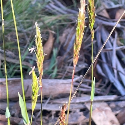 Anthoxanthum odoratum (Sweet Vernal Grass) at Gurrundah, NSW - 5 Oct 2024 by JaneR