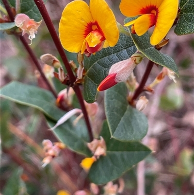 Platylobium montanum subsp. montanum (Mountain Flat Pea) at Gurrundah, NSW - 5 Oct 2024 by JaneR