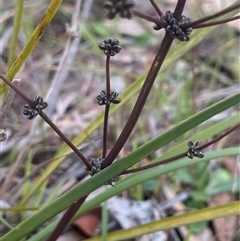 Lomandra multiflora (Many-flowered Matrush) at Gurrundah, NSW - 5 Oct 2024 by JaneR