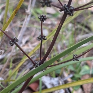 Lomandra multiflora at Gurrundah, NSW - 5 Oct 2024 02:42 PM