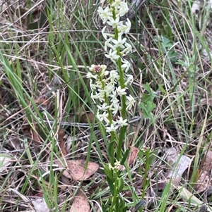 Stackhousia monogyna at Gurrundah, NSW - 5 Oct 2024 02:51 PM