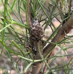 Petrophile pulchella at Kungala, NSW - 5 Oct 2024 by donnanchris