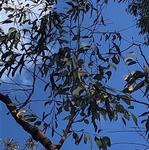 Eucalyptus planchoniana at Kungala, NSW by donnanchris