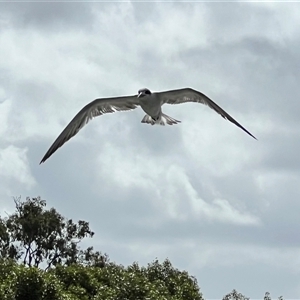 Thalasseus bergii at Donnybrook, QLD - 3 Oct 2024