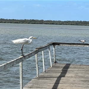 Thalasseus bergii at Donnybrook, QLD - 3 Oct 2024