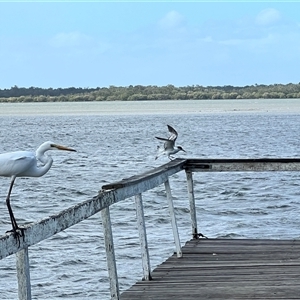 Thalasseus bergii at Donnybrook, QLD - 3 Oct 2024