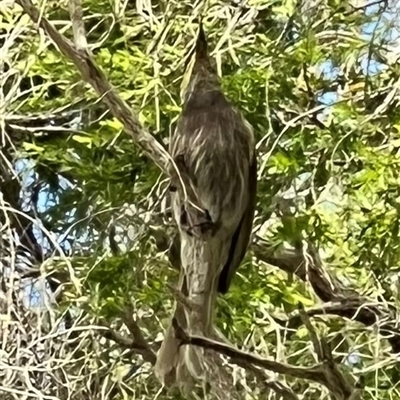 Lichenostomus fasciogularis (Mangrove Honeyeater) at Donnybrook, QLD - 3 Oct 2024 by JimL