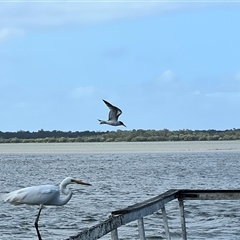 Ardea alba at Donnybrook, QLD - 3 Oct 2024 by JimL