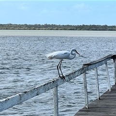 Ardea alba at Donnybrook, QLD - 3 Oct 2024