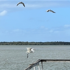 Ardea alba at Donnybrook, QLD - 3 Oct 2024