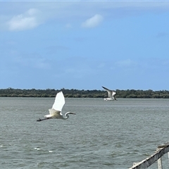 Ardea alba at Donnybrook, QLD - 3 Oct 2024