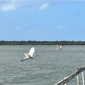 Ardea alba at Donnybrook, QLD - 3 Oct 2024