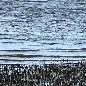 Haematopus longirostris at Donnybrook, QLD - suppressed