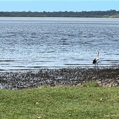 Haematopus longirostris at Donnybrook, QLD - suppressed