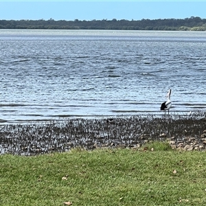 Haematopus longirostris at Donnybrook, QLD - 3 Oct 2024