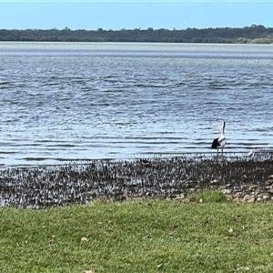 Haematopus longirostris at Donnybrook, QLD - 3 Oct 2024