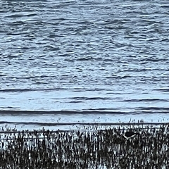 Haematopus longirostris at Donnybrook, QLD - suppressed