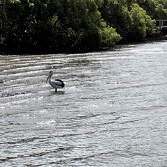 Pelecanus conspicillatus at Donnybrook, QLD - 3 Oct 2024