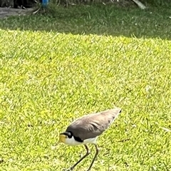 Vanellus miles (Masked Lapwing) at Donnybrook, QLD - 3 Oct 2024 by JimL