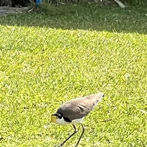 Vanellus miles (Masked Lapwing) at Donnybrook, QLD by JimL