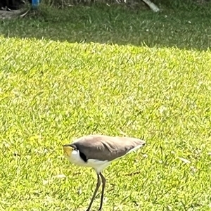 Vanellus miles at Donnybrook, QLD - 3 Oct 2024 02:11 PM