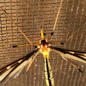 Ptilogyna (Ptilogyna) ramicornis at Kungala, NSW - 6 Oct 2024 08:36 AM