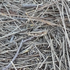 Unverified Grasshopper (several families) at Gibson Desert North, WA - 29 Aug 2024 by Paul4K