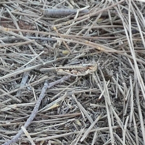 Unidentified Grasshopper (several families) at Gibson Desert North, WA by Paul4K