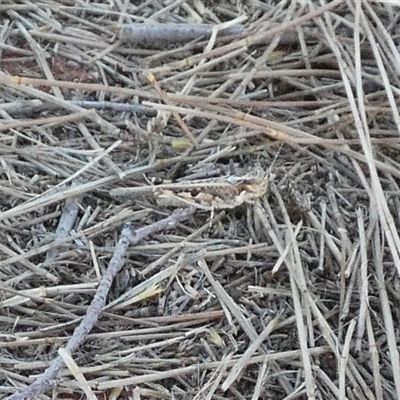 Unverified Grasshopper (several families) at Gibson Desert North, WA - 29 Aug 2024 by Paul4K