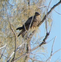 Milvus migrans (Black Kite) at Gibson Desert North, WA - 28 Aug 2024 by Paul4K