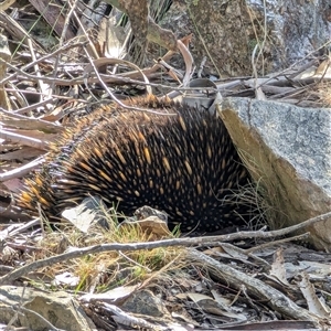 Tachyglossus aculeatus at Gingkin, NSW - 5 Oct 2024