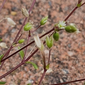 Cerastium glomeratum at Dunlop, ACT - 5 Oct 2024