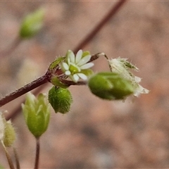 Cerastium glomeratum at Dunlop, ACT - 5 Oct 2024