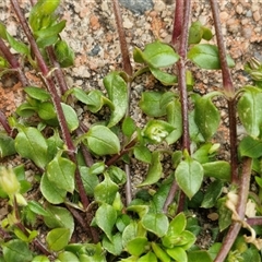 Cerastium glomeratum at Dunlop, ACT - 5 Oct 2024