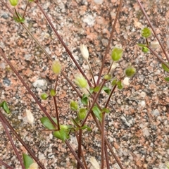 Cerastium glomeratum at Dunlop, ACT - 5 Oct 2024