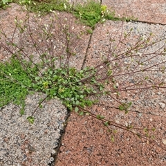 Cerastium glomeratum at Dunlop, ACT - 5 Oct 2024