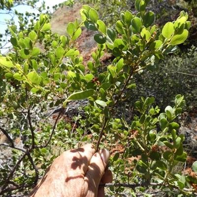 Unidentified Wattle at Gibson Desert North, WA - 29 Aug 2024 by Paul4K