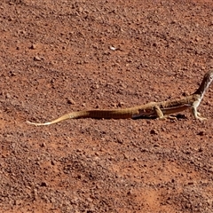 Varanus gouldii (Sand Goanna) at Gibson Desert North, WA - 29 Aug 2024 by Paul4K