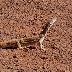 Varanus gouldii at Gibson Desert North, WA - 29 Aug 2024 11:37 AM