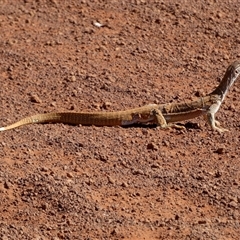 Varanus gouldii at Gibson Desert North, WA - 29 Aug 2024 11:37 AM